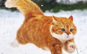 亲切第一张蕾C1第二期+色彩美学课程2022年【画质高清有素材】